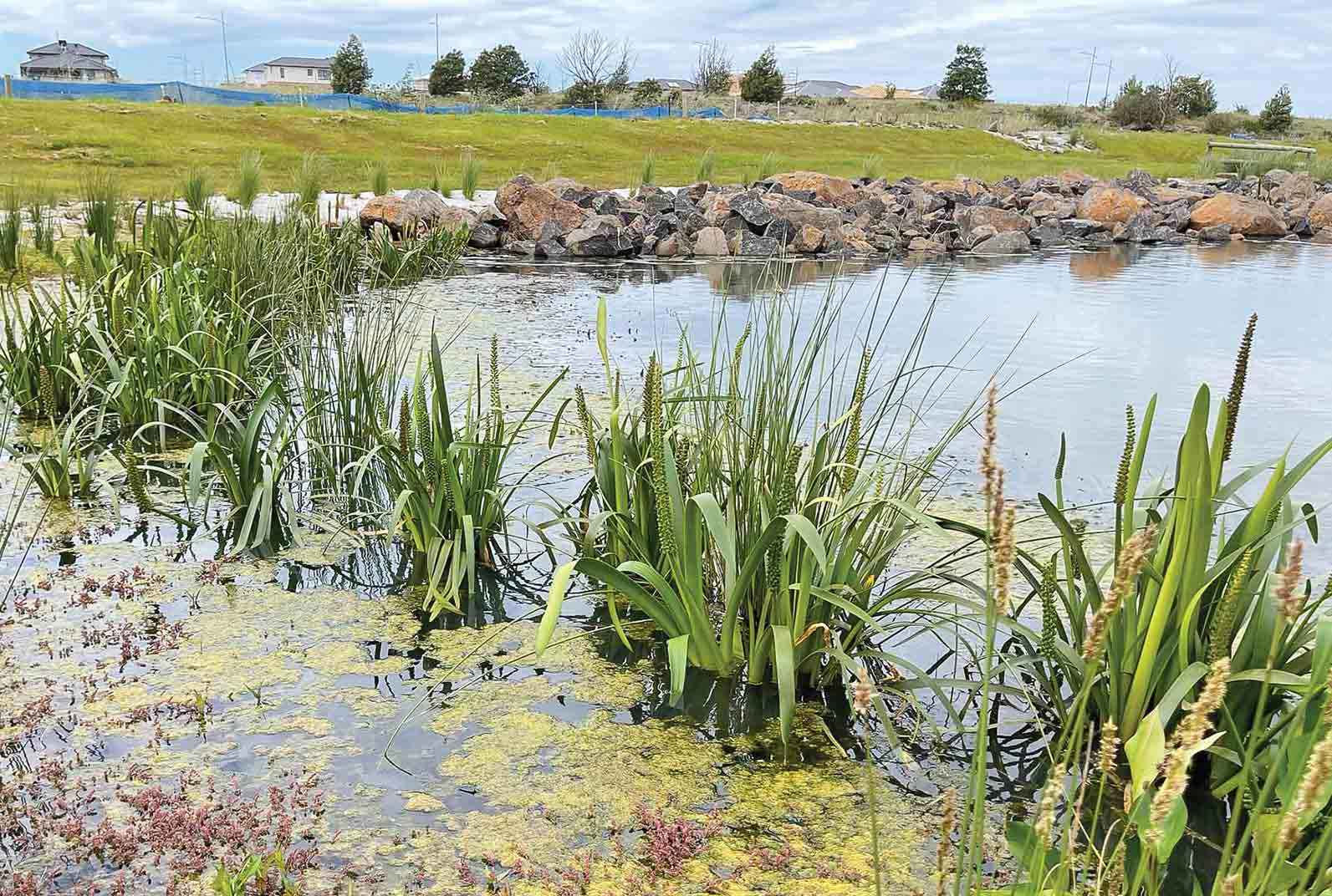 The new wetland at Rockbank North is now home to 15 young growling grass frogs.