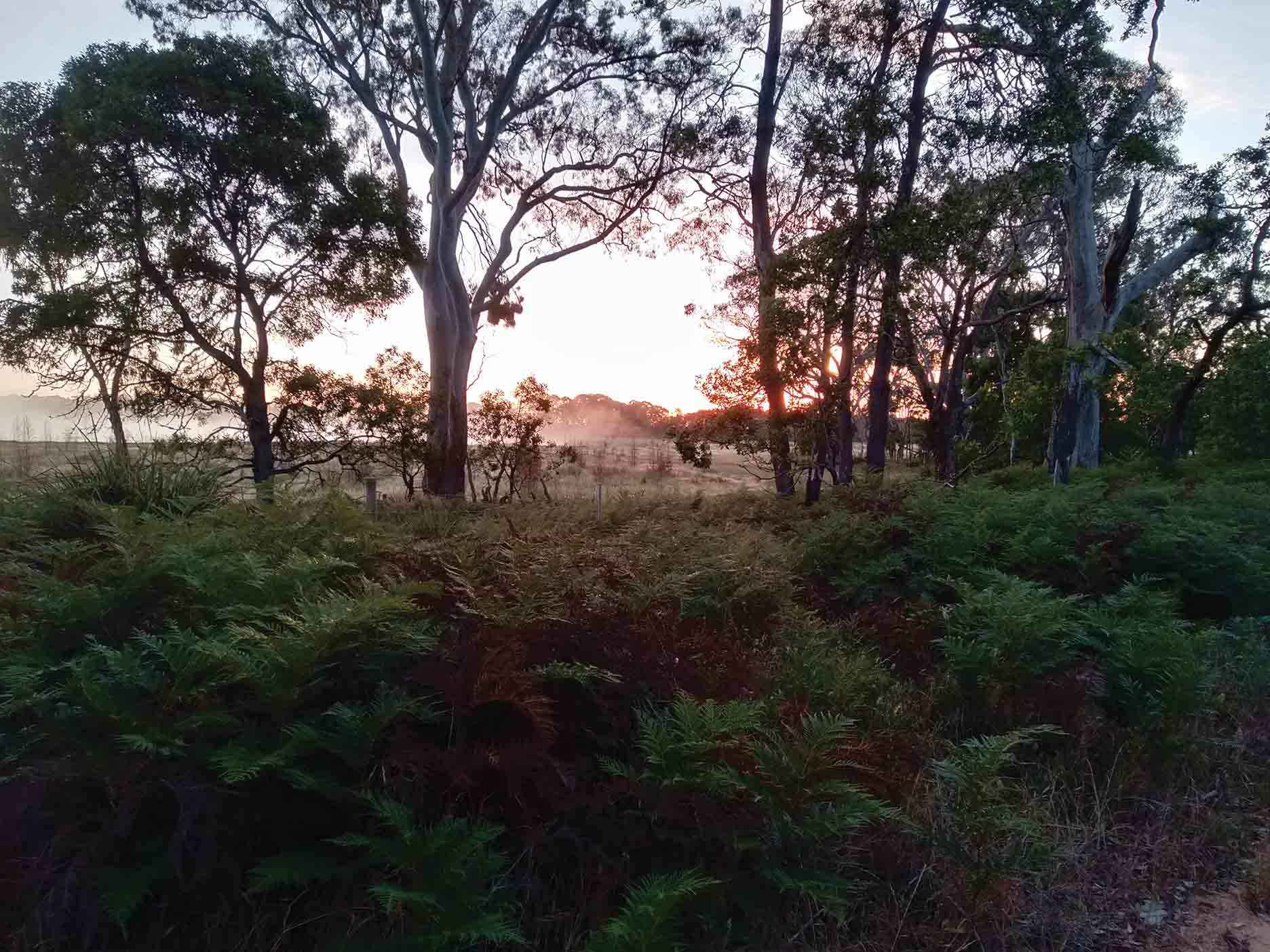 Early morning mist looking towards Walker Swamp.
