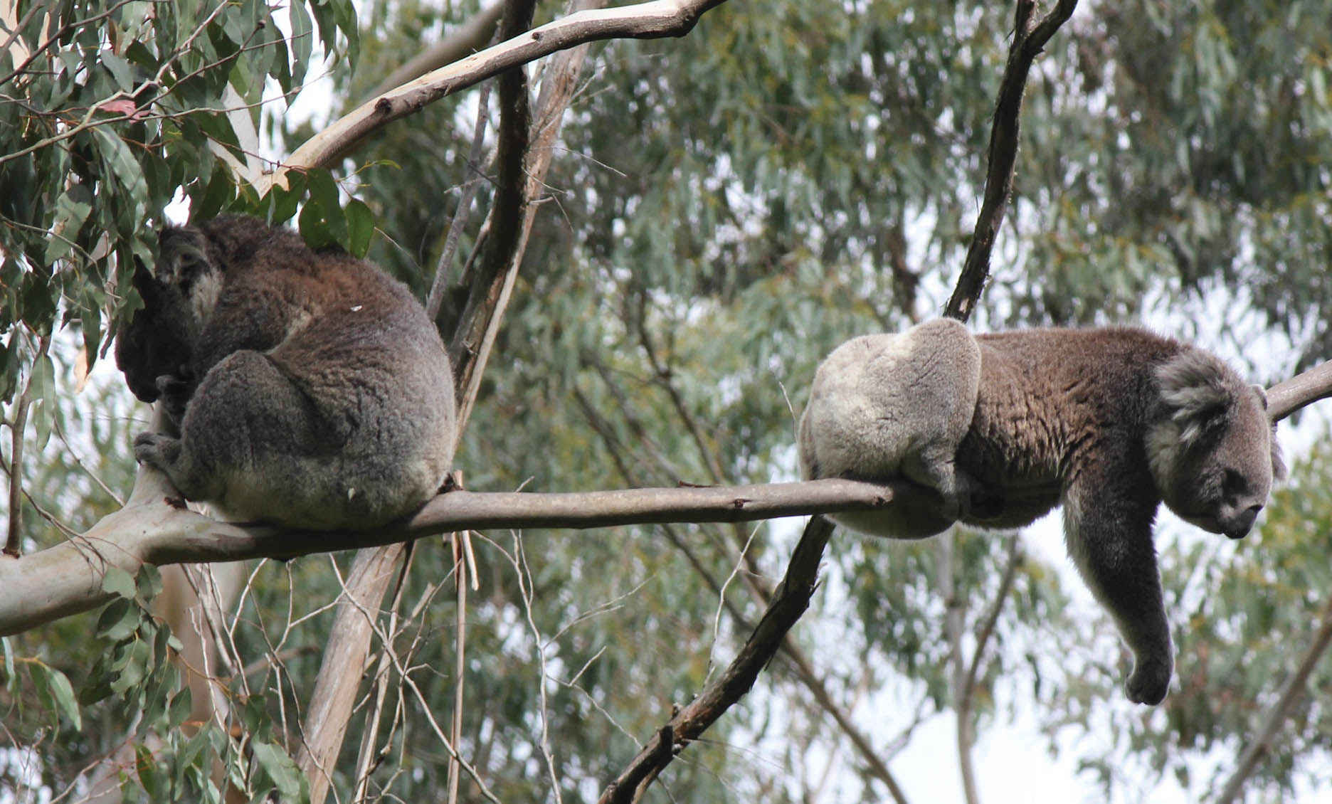 Koalas resting in the Strzelecki Ranges. It is unusual to see them sharing the same tree.<br />
