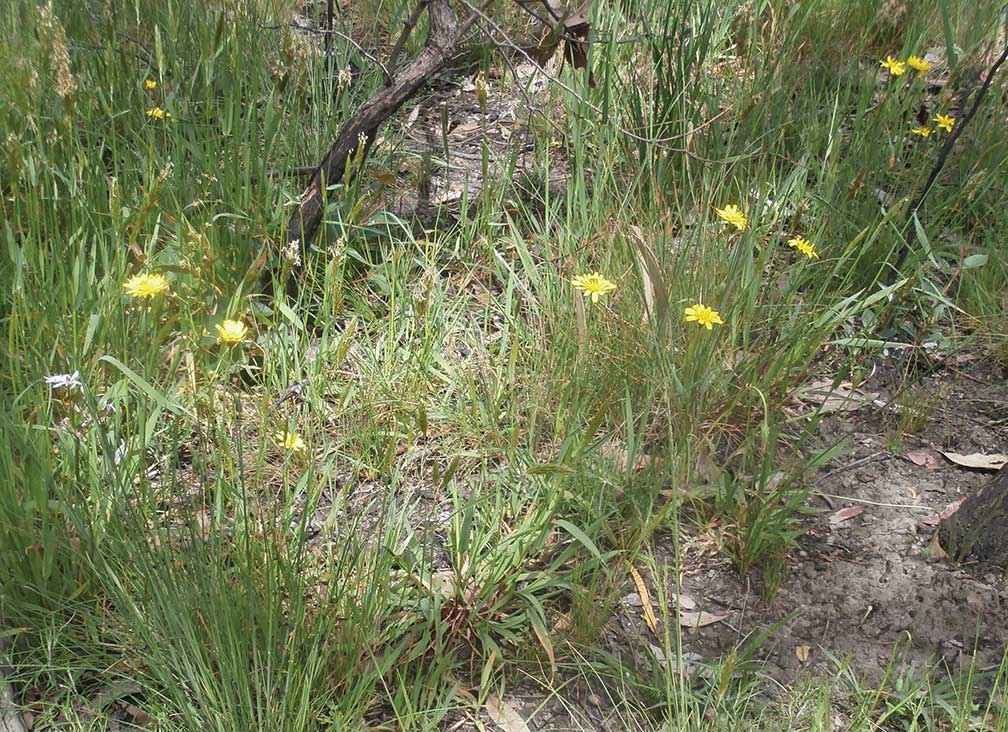 Murnong in flower along Poulters Lane, Bylands, at a spring wildflower walk in 2014.