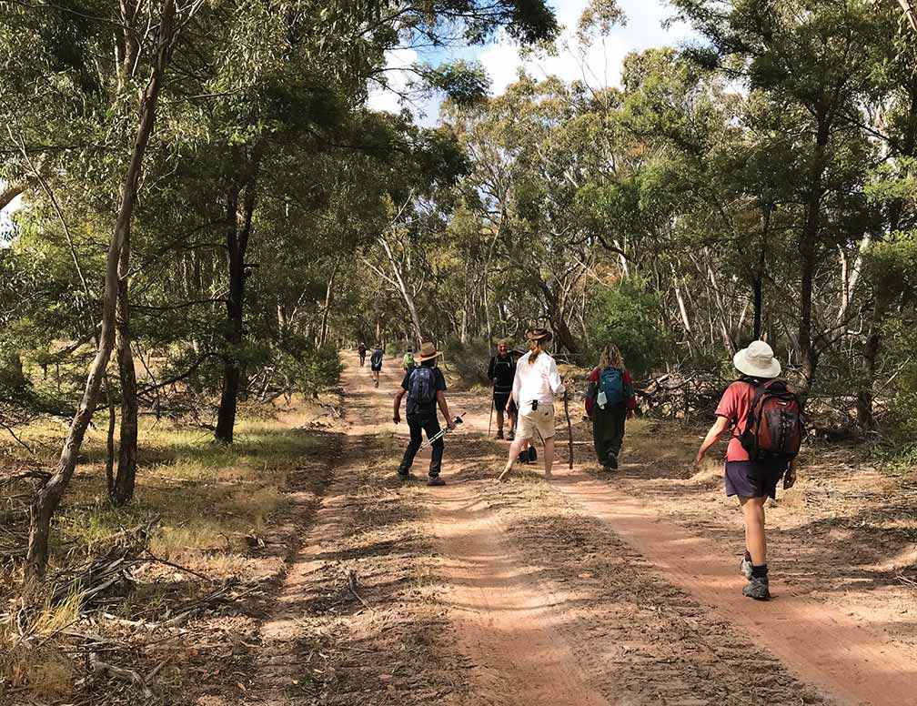 Lake Bolac Eel Festival Healing Walk progressing through woodland.