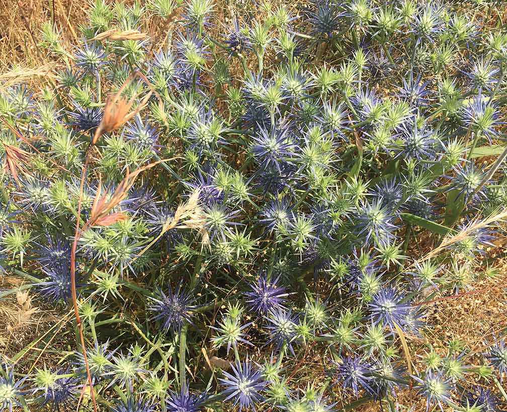 Blue devil at Vite Vite Rail Reserve. 