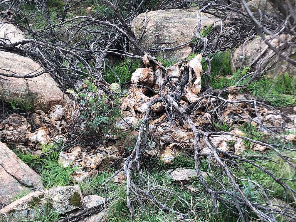 The same cactus 10 months after treatment. 