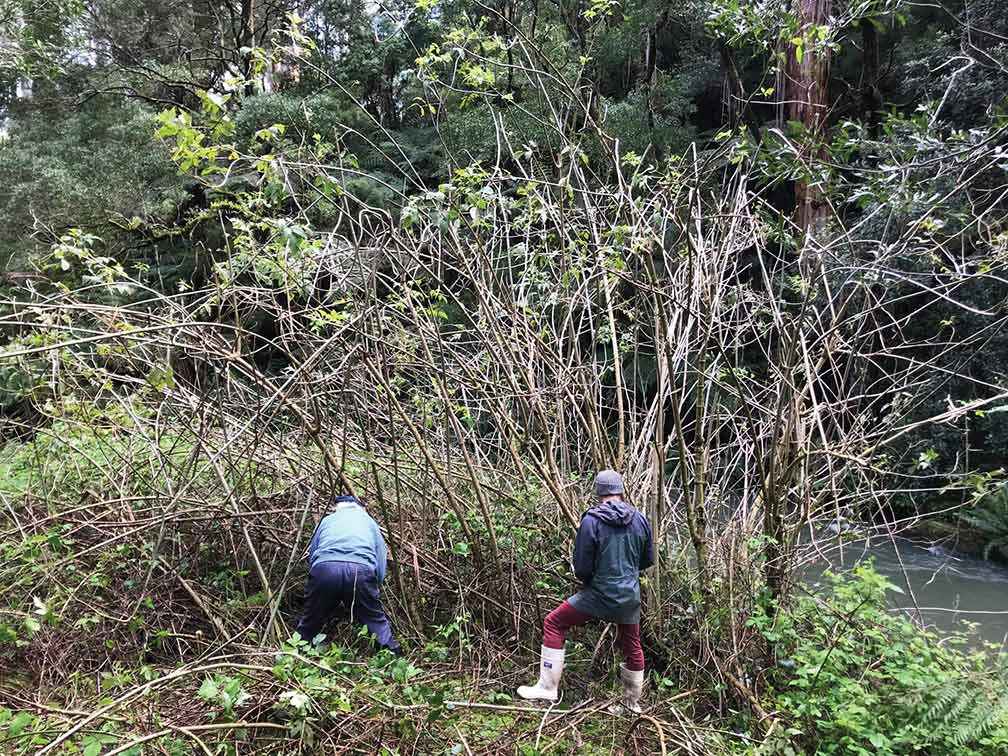 This fallen log was discovered under a large clump of tree dahlia. Thanks to the Leopold Football Club for their help in rescuing it.