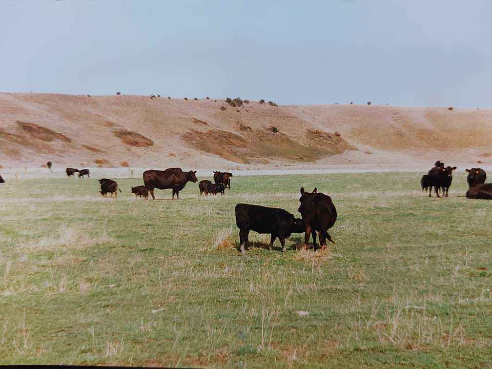 Before: In 1997 the escarpment was denuded and infested with serrated tussock.