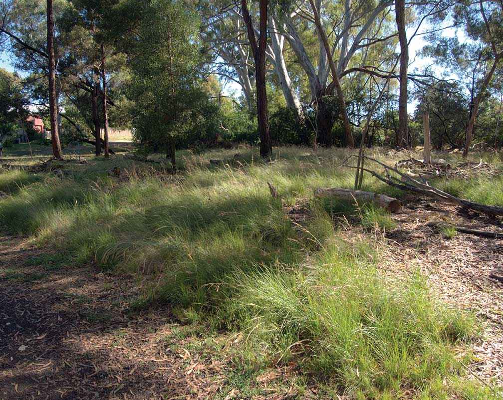 Direct sown Poa labillardierei 20 months after sowing on a floodplain.
