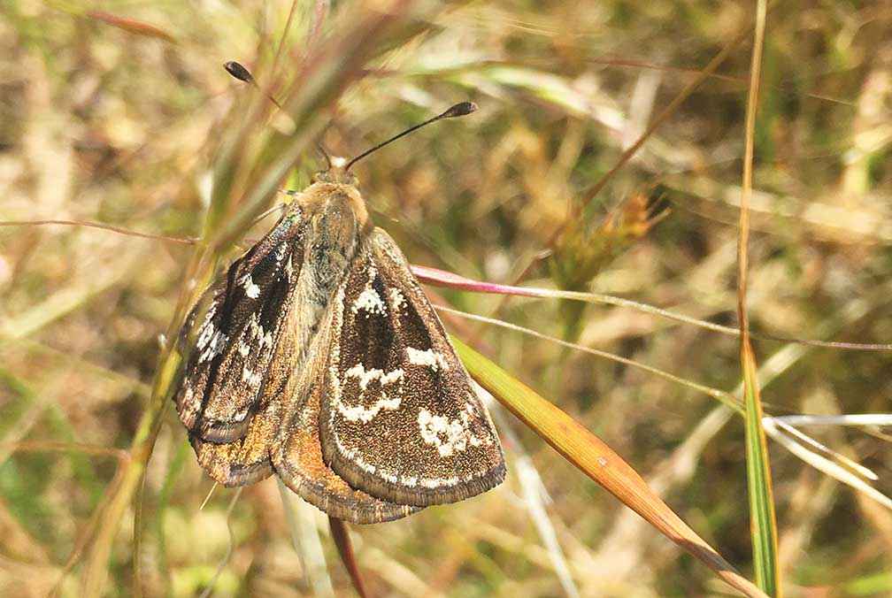A male golden sun moth.