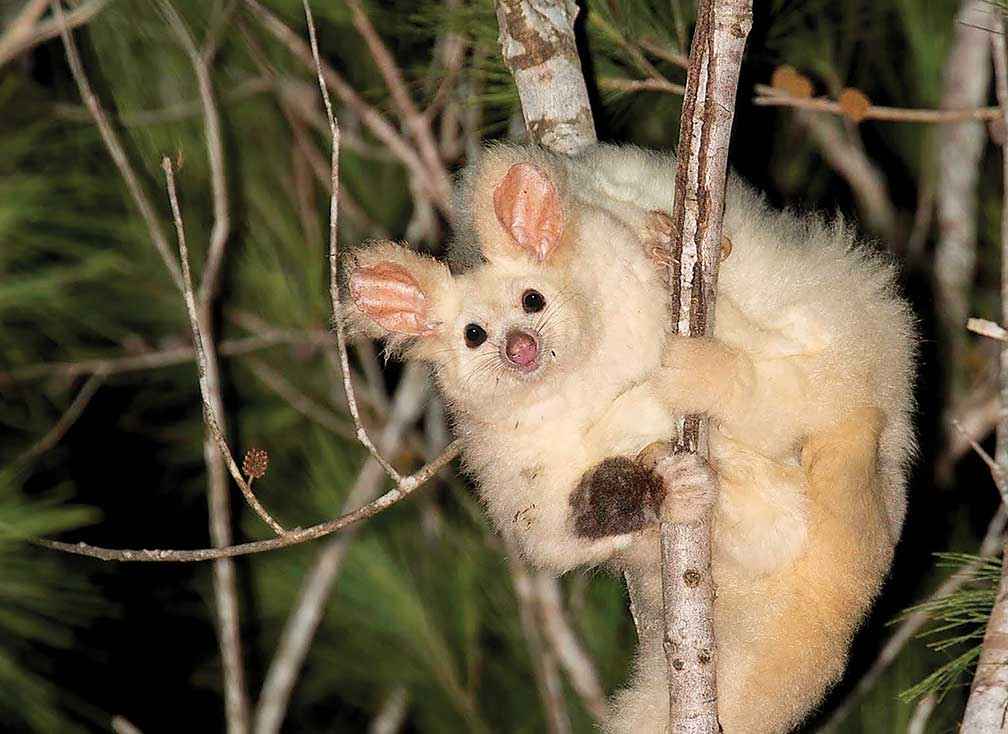 Greater glider (Petauroides volans).