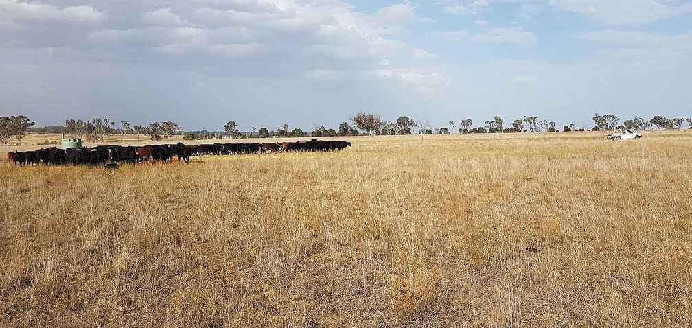 Despite a hot and dry summer, there’s no dust in sight as cattle are moved on the Perry Bridge property.
