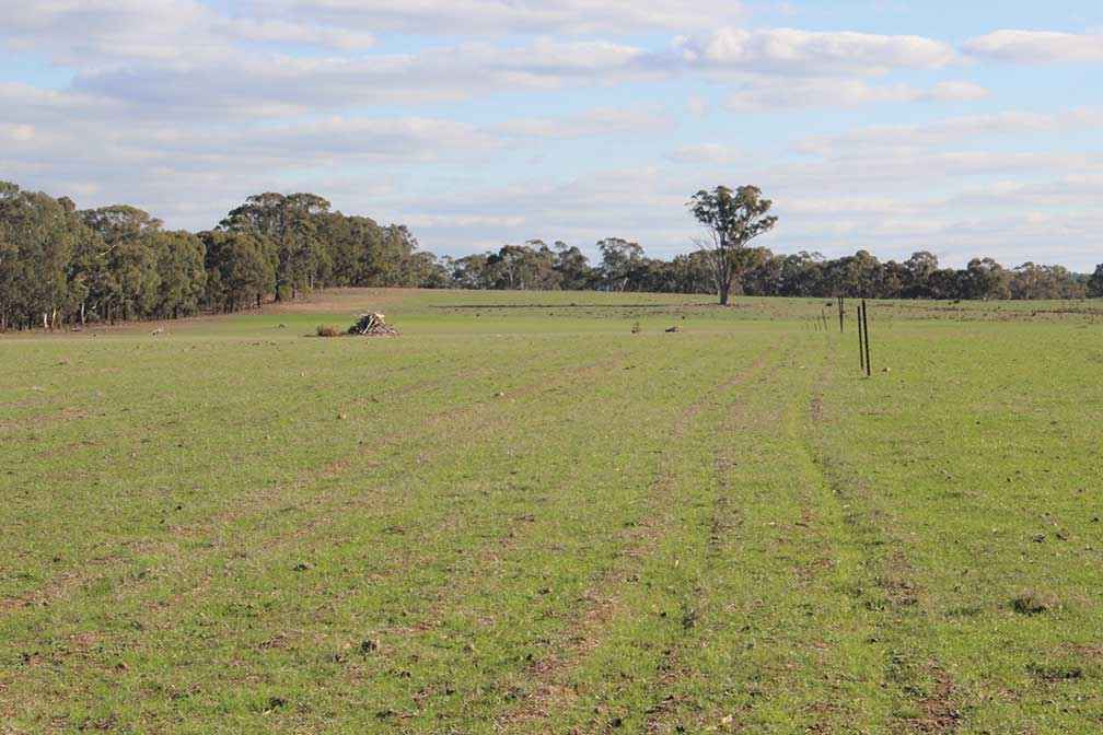 The trial site in May 2018. This was taken five years after the trial and with no autumn rain.