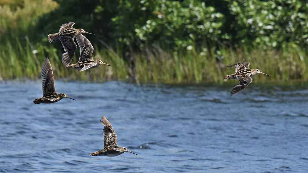 Latham’s snipe arriving in south-west Victoria.
