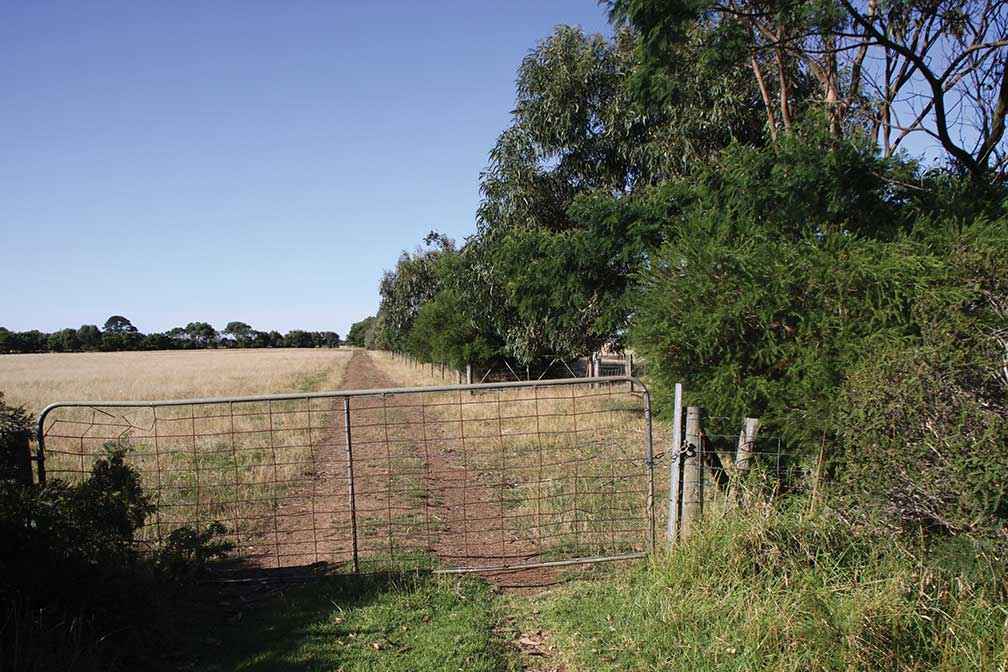 A shelterbelt planted in 2007 by the Tarragal Landcare Group on John and Brigitta Keiller’s property. International student volunteers assisted with the project.
