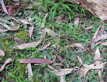 An example of Ehrharta erecta invading a patch of orchids.