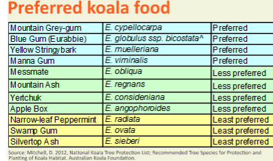 koala trees grafic.png