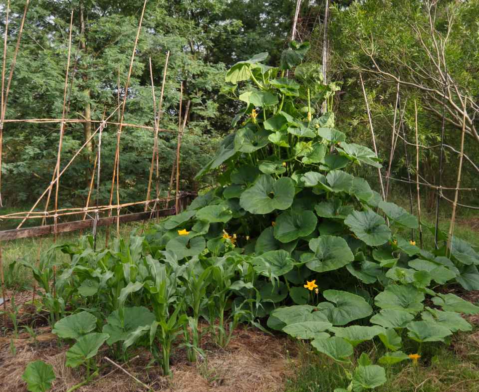 Organic garden_JPG.jpg