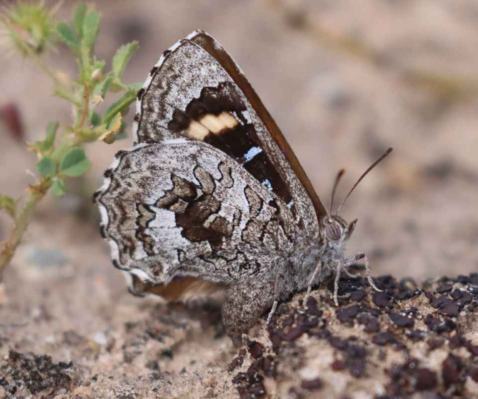 Ogyris subterrestris 2020-11 (2).jpg