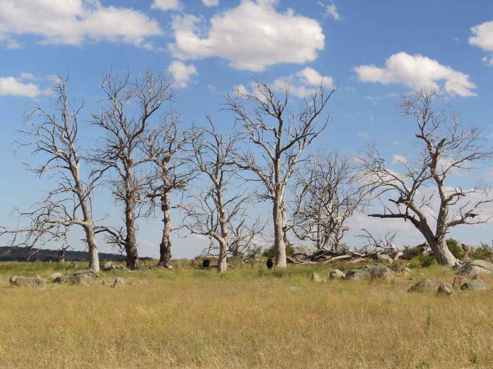 RECA Survey Image Jun 2017