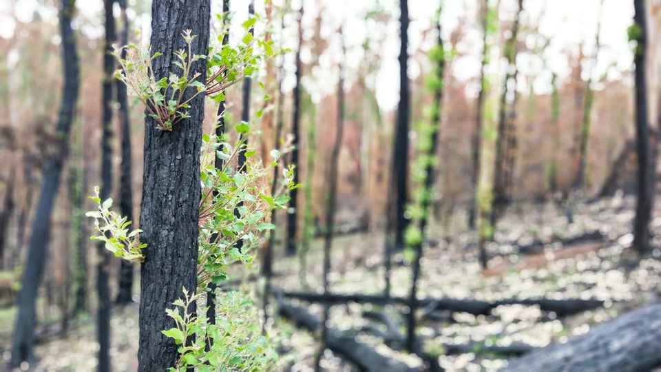 Regrowth landscape Photo credit Lili Prins 3