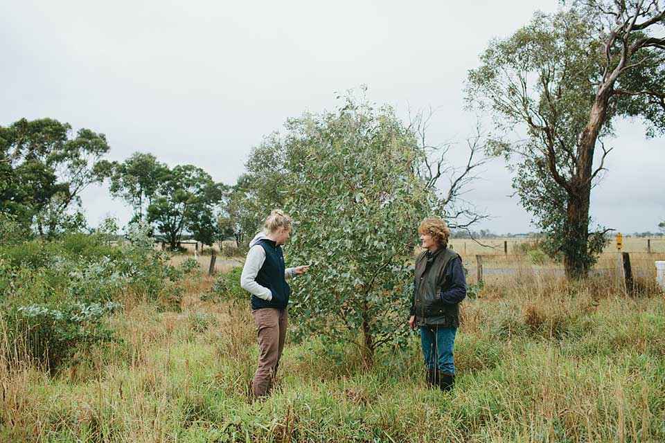 p19 DirectSeeding hero