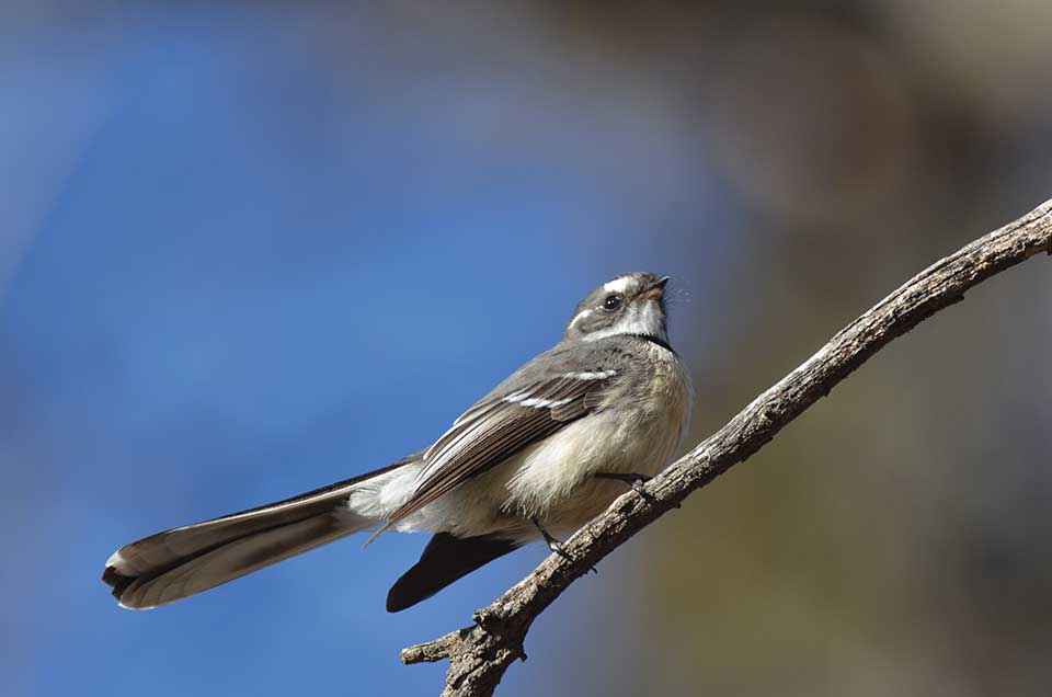 p4 greyfantail hero3