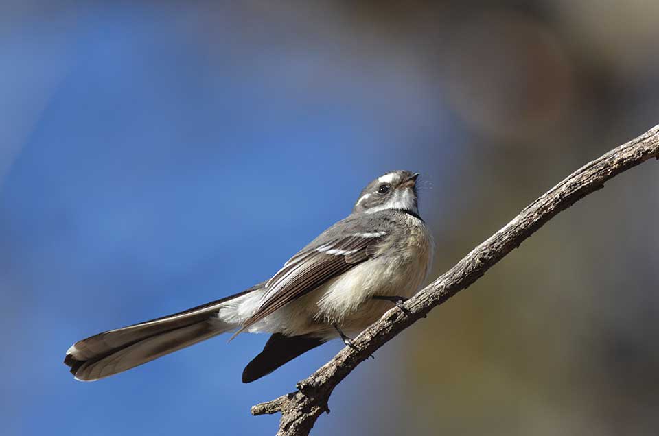 p4 greyfantail hero3