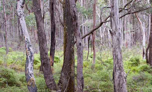 Flood Recovery Resources